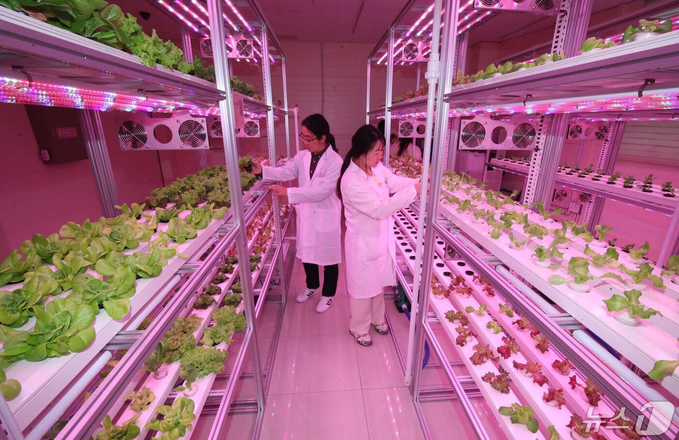 본문 이미지 - 대전 동구 삼성동에 마련된 대전도심 공실 활용 테마형 대전팜에서 시설 연구원이 생산품을 살피고 있다.ⓒ News1 김기태 기자