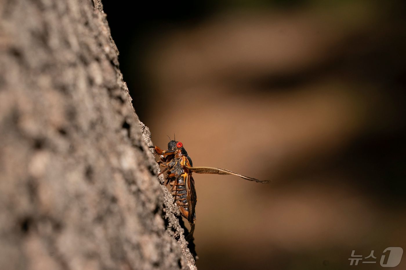 (채플힐 AFP=뉴스1) 권진영기자 = 1일 노스캐롤라이나 채플 힐에서 나무로 기어오르는 매미 성충이 발견됐다. 이 매미는 빨간 눈을 가진 '브루드 XIX' 종으로 곤충 학자들은 …