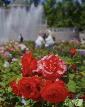 본문 이미지 - 장미원에 핀 붉은색 장미(에버랜드 제공)