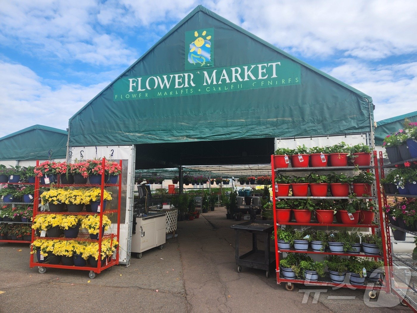 본문 이미지 - 캐나다 멍크턴의 대형 마트 주차장에 봄 시즌에만 꽃, 흙. 각종 모종 등 가드닝에 필요한 식물과 도구를 파는 코너를 따로 마련해 둔 모습. 2024.05.20/ ⓒ 뉴스1 김남희 통신원