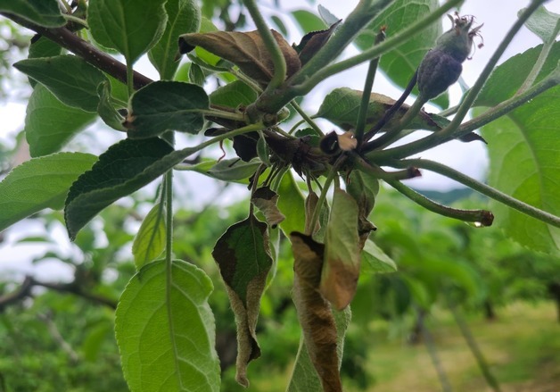 "꽃 피는 봄철, 과수화상병 방제 꼭"…농진청, 과수농가 약제 살포 당부