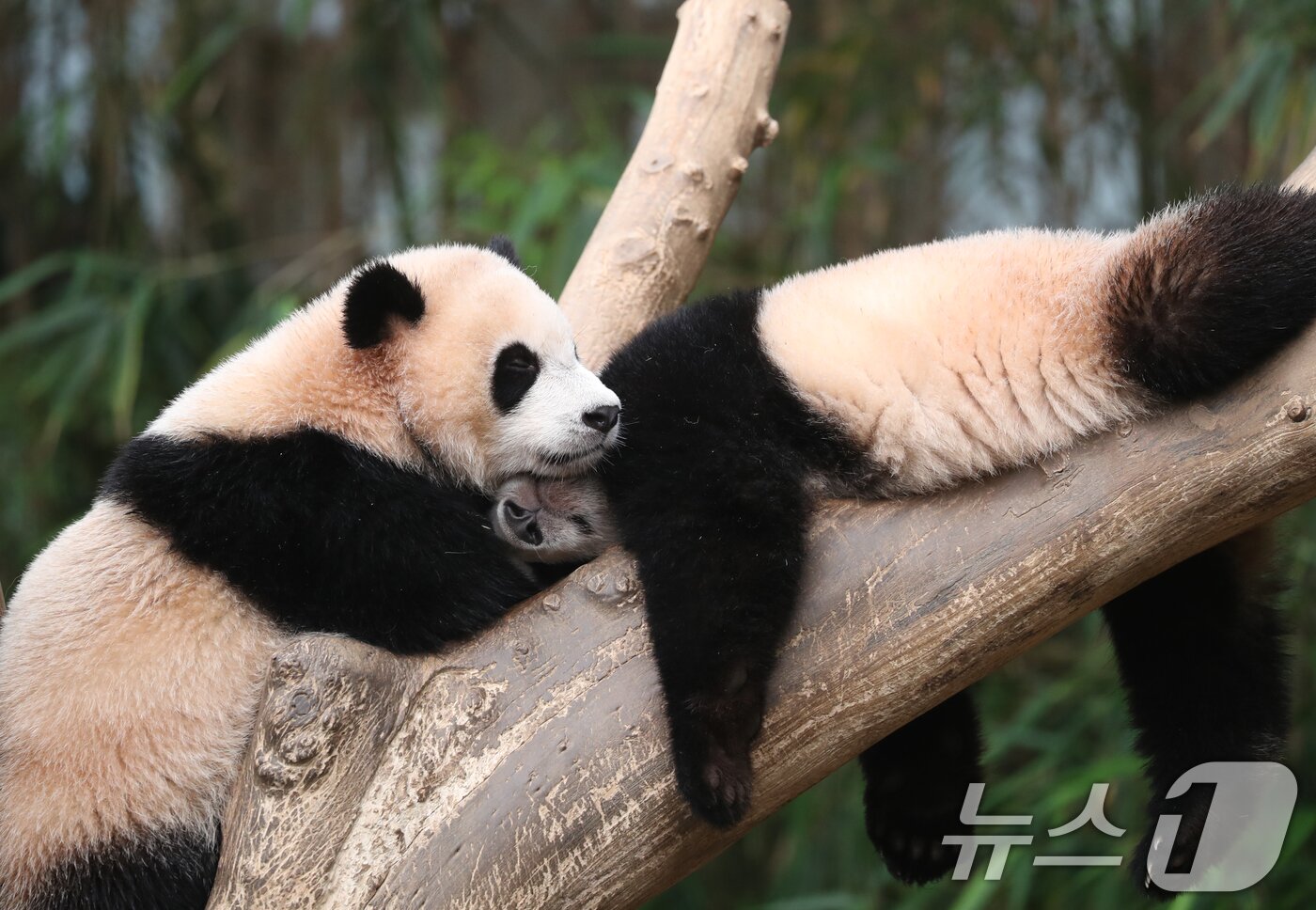 본문 이미지 - 세계 생물다양성의 날인 22일 오전 경기 용인시 처인구 에버랜드 판다월드에서 쌍둥이 아기판다 루이바오·후이바오가 나무에 올라가 잠을 자고 있다. 2024.5.22/뉴스1 ⓒ News1 김영운 기자