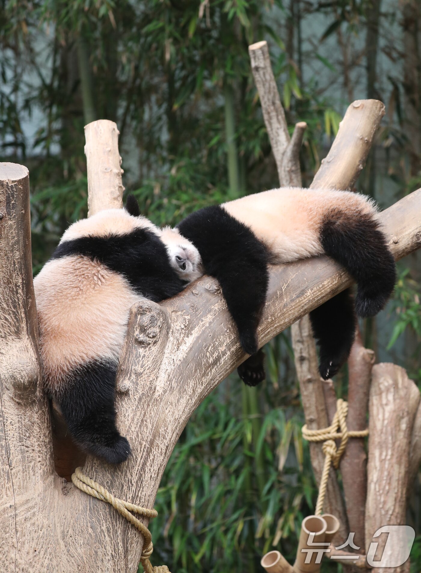 본문 이미지 - 세계 생물다양성의 날인 22일 오전 경기 용인시 처인구 에버랜드 판다월드에서 쌍둥이 아기판다 루이바오·후이바오가 나무에 올라가 잠을 자고 있다. 2024.5.22/뉴스1 ⓒ News1 김영운 기자