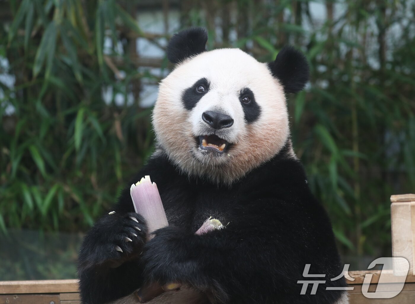 본문 이미지 - 세계 생물다양성의 날인 22일 오전 경기 용인시 처인구 에버랜드 판다월드에서 쌍둥이 아기판다 루이바오·후이바오의 엄마 아이바오가 먹이를 먹고 있다.. 2024.5.22/뉴스1 ⓒ News1 김영운 기자