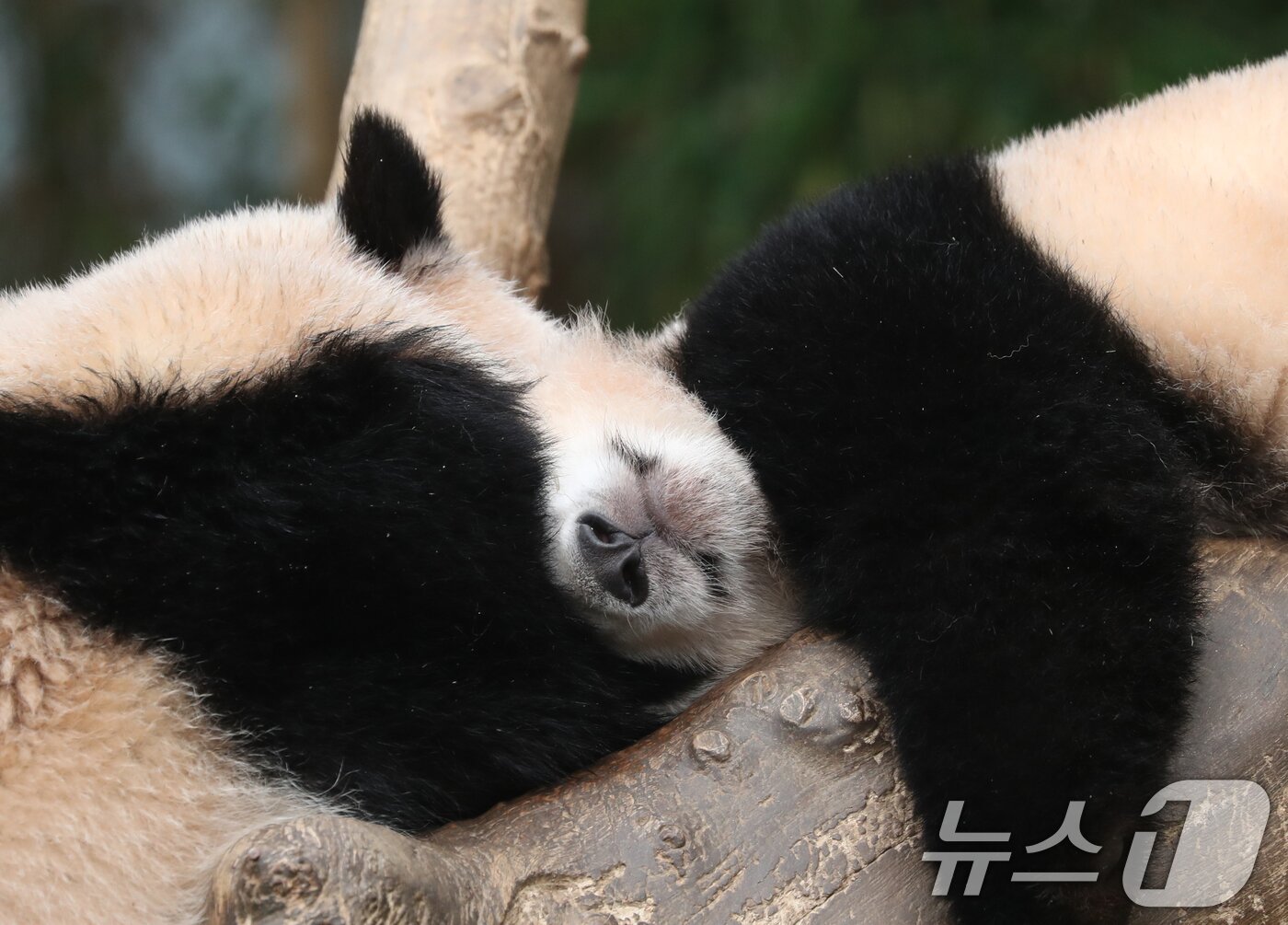 본문 이미지 - 세계 생물다양성의 날인 22일 오전 경기 용인시 처인구 에버랜드 판다월드에서 쌍둥이 아기판다 루이바오·후이바오가 나무에 올라가 잠을 자고 있다. 2024.5.22/뉴스1 ⓒ News1 김영운 기자