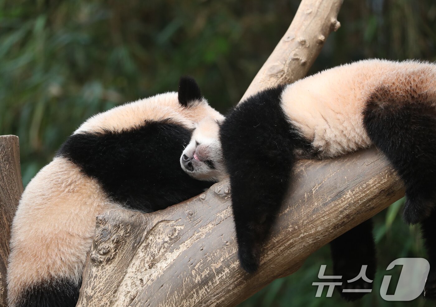 본문 이미지 - 세계 생물다양성의 날인 22일 오전 경기 용인시 처인구 에버랜드 판다월드에서 쌍둥이 아기판다 루이바오·후이바오가 나무에 올라가 잠을 자고 있다. 2024.5.22/뉴스1 ⓒ News1 김영운 기자