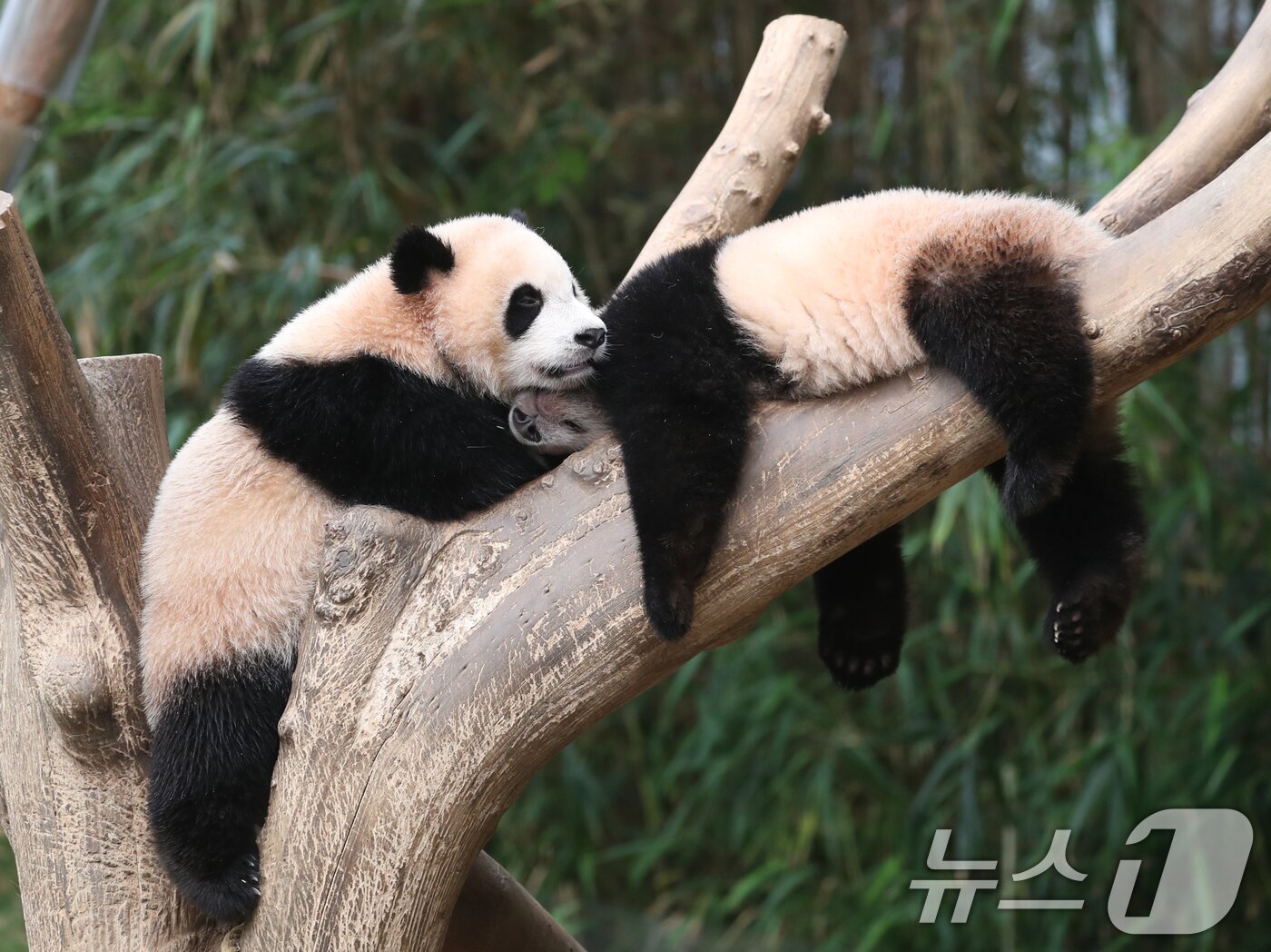 본문 이미지 - 세계 생물다양성의 날인 22일 오전 경기 용인시 처인구 에버랜드 판다월드에서 쌍둥이 아기판다 루이바오·후이바오가 나무에 올라가 잠을 자고 있다.. 2024.5.22/뉴스1 ⓒ News1 김영운 기자