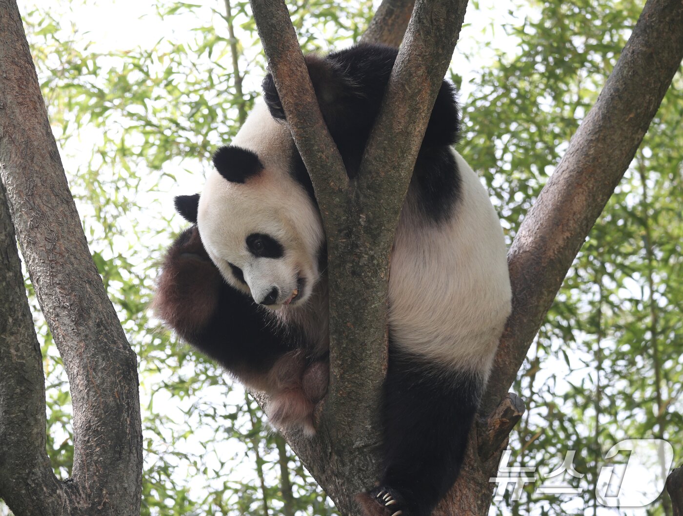 본문 이미지 - 세계 생물다양성의 날인 22일 오전 경기 용인시 처인구 에버랜드 판다월드에서 쌍둥이 아기판다 루이바오·후이바오의 아빠 러바오가 나무에 올라가 휴식을 취하고 있다.  2024.5.22/뉴스1 ⓒ News1 김영운 기자