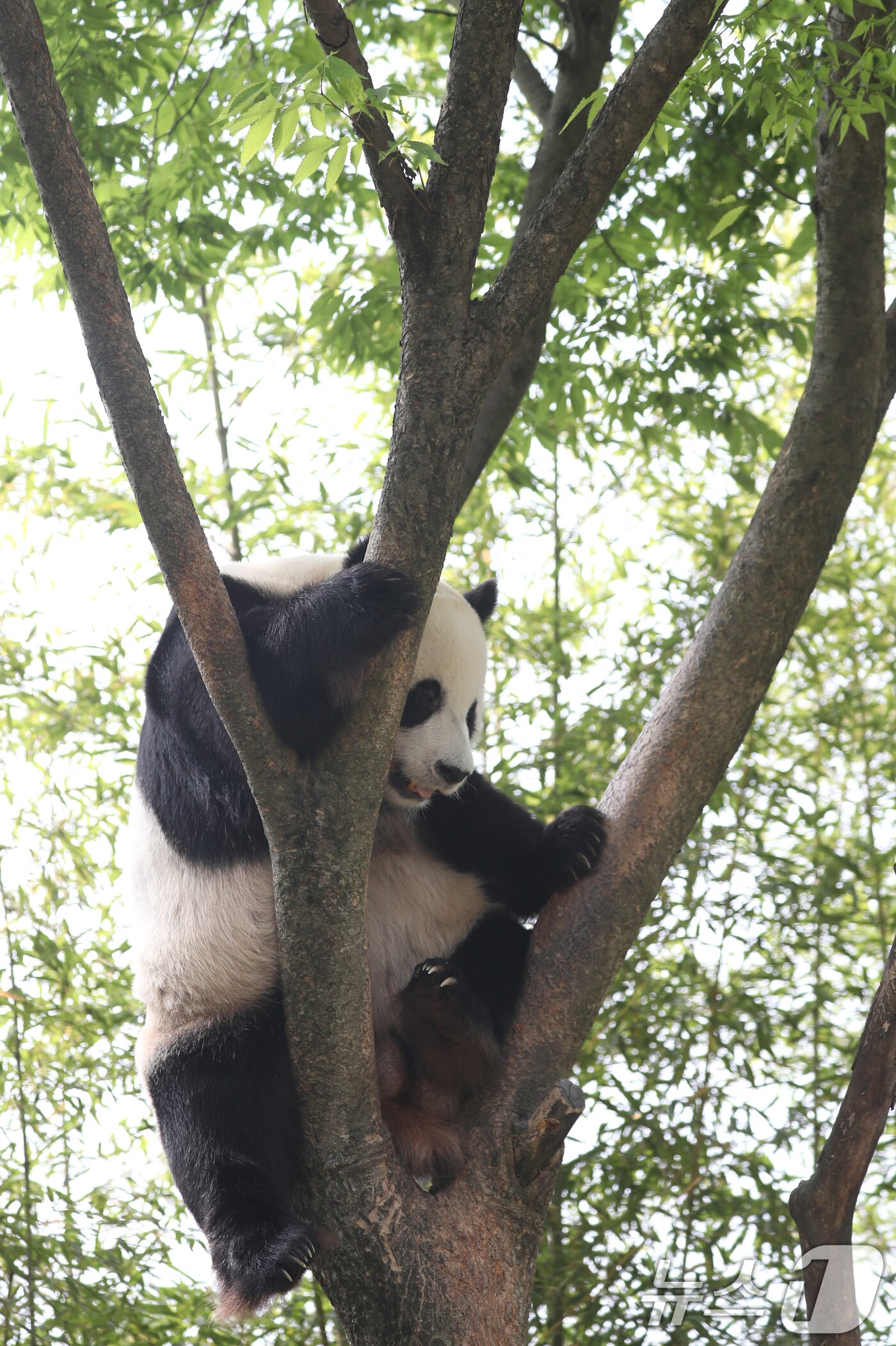 본문 이미지 - 세계 생물다양성의 날인 22일 오전 경기 용인시 처인구 에버랜드 판다월드에서 쌍둥이 아기판다 루이바오·후이바오의 아빠 러바오가 나무에 올라가 휴식을 취하고 있다. '2024.5.22/뉴스1 ⓒ News1 김영운 기자