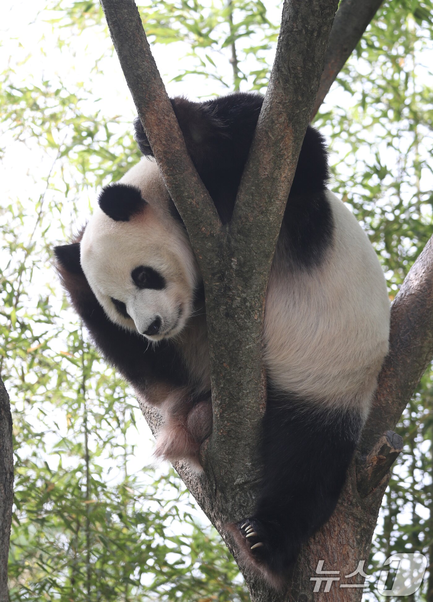 본문 이미지 - 세계 생물다양성의 날인 22일 오전 경기 용인시 처인구 에버랜드 판다월드에서 쌍둥이 아기판다 루이바오·후이바오의 아빠 러바오가 나무에 올라가 휴식을 취하고 있다. 2024.5.22/뉴스1 ⓒ News1 김영운 기자