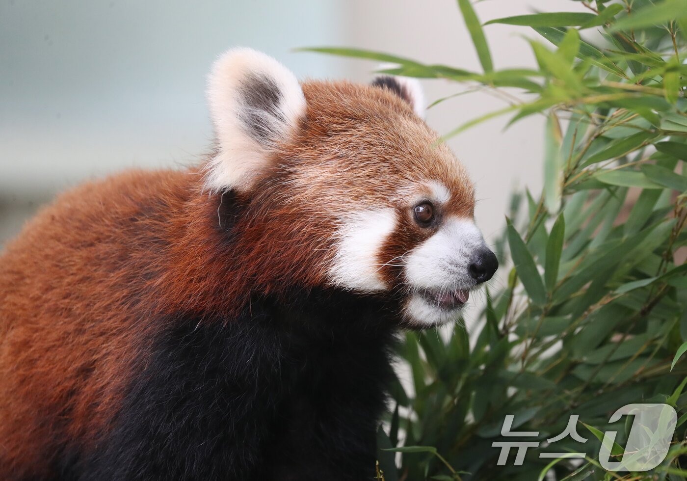 본문 이미지 - 세계 생물다양성의 날인 22일 오전 경기 용인시 처인구 에버랜드 판다월드에서 레서판다가 나무에 먹이를 먹고 있다.. 2024.5.22/뉴스1 ⓒ News1 김영운 기자