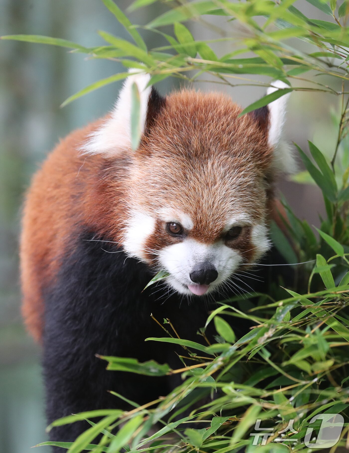 본문 이미지 - 세계 생물다양성의 날인 22일 오전 경기 용인시 처인구 에버랜드 판다월드에서 레서판다가 나무에 먹이를 먹고 있다. '2024.5.22/뉴스1 ⓒ News1 김영운 기자