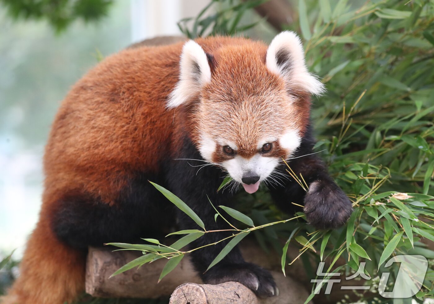 본문 이미지 - 세계 생물다양성의 날인 22일 오전 경기 용인시 처인구 에버랜드 판다월드에서 레서판다가 나무에 먹이를 먹고 있다. '2024.5.22/뉴스1 ⓒ News1 김영운 기자