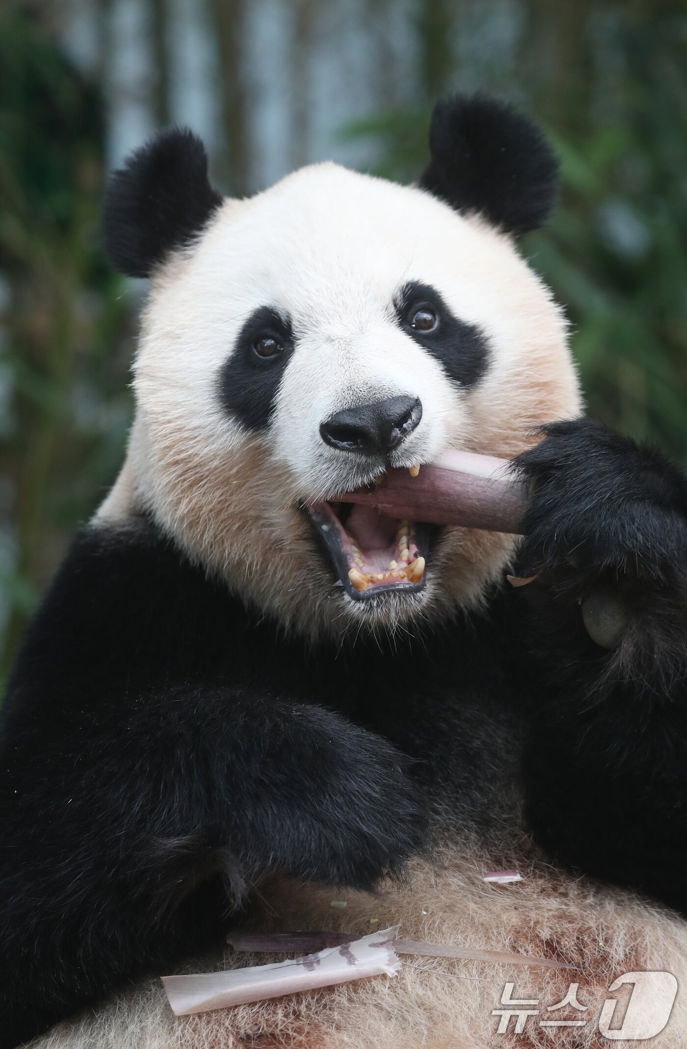 본문 이미지 - 세계 생물다양성의 날인 22일 오전 경기 용인시 처인구 에버랜드 판다월드에서 쌍둥이 아기판다 루이바오·후이바오의 엄마 아이바오가 먹이를 먹고 있다.  2024.5.22/뉴스1 ⓒ News1 김영운 기자