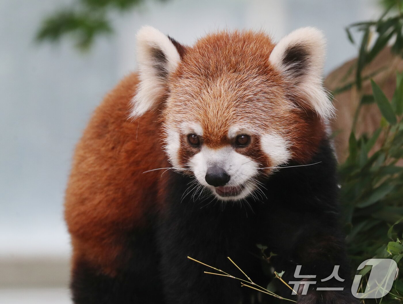 본문 이미지 - 세계 생물다양성의 날인 22일 오전 경기 용인시 처인구 에버랜드 판다월드에서 레서판다가 나무에 먹이를 먹고 있다. '2024.5.22/뉴스1 ⓒ News1 김영운 기자