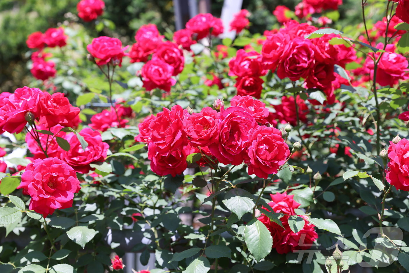 본문 이미지 - 만개한 장미꽃.2024.5.22/뉴스1