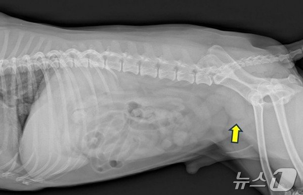 해피의 복부방사선 촬영 결과. 원래 보이지 말아야 할 확장된 구조물이 확인되면서 의료진은 전립선이 비대해진 것으로 판단했다&#40;VIP동물의료센터 제공&#41;. ⓒ 뉴스1