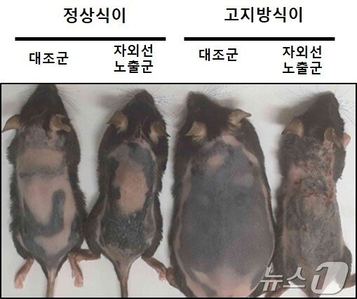 본문 이미지 - 자외선 노출군 및 대조군 마우스 크기 비교&#40;서울대병원 제공&#41;