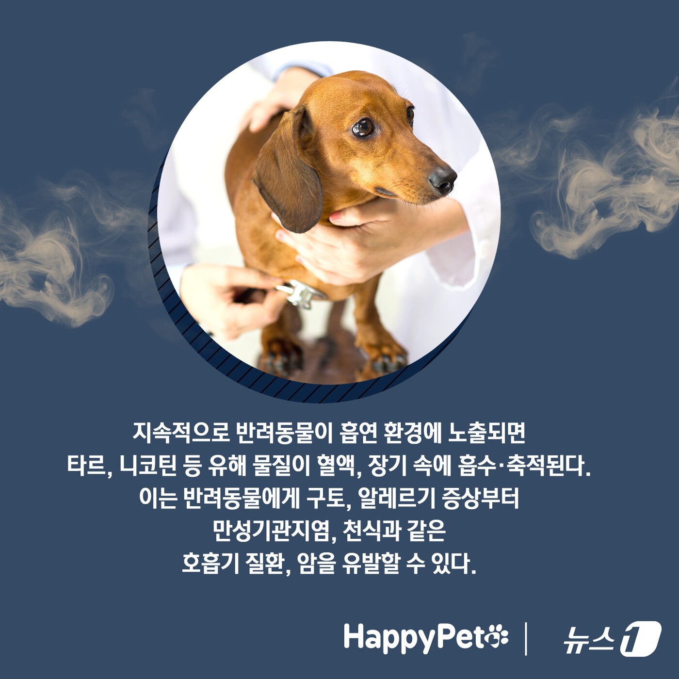 본문 이미지 - 반려동물에게도 위험한 간접흡연 펫카드 ⓒ 뉴스1