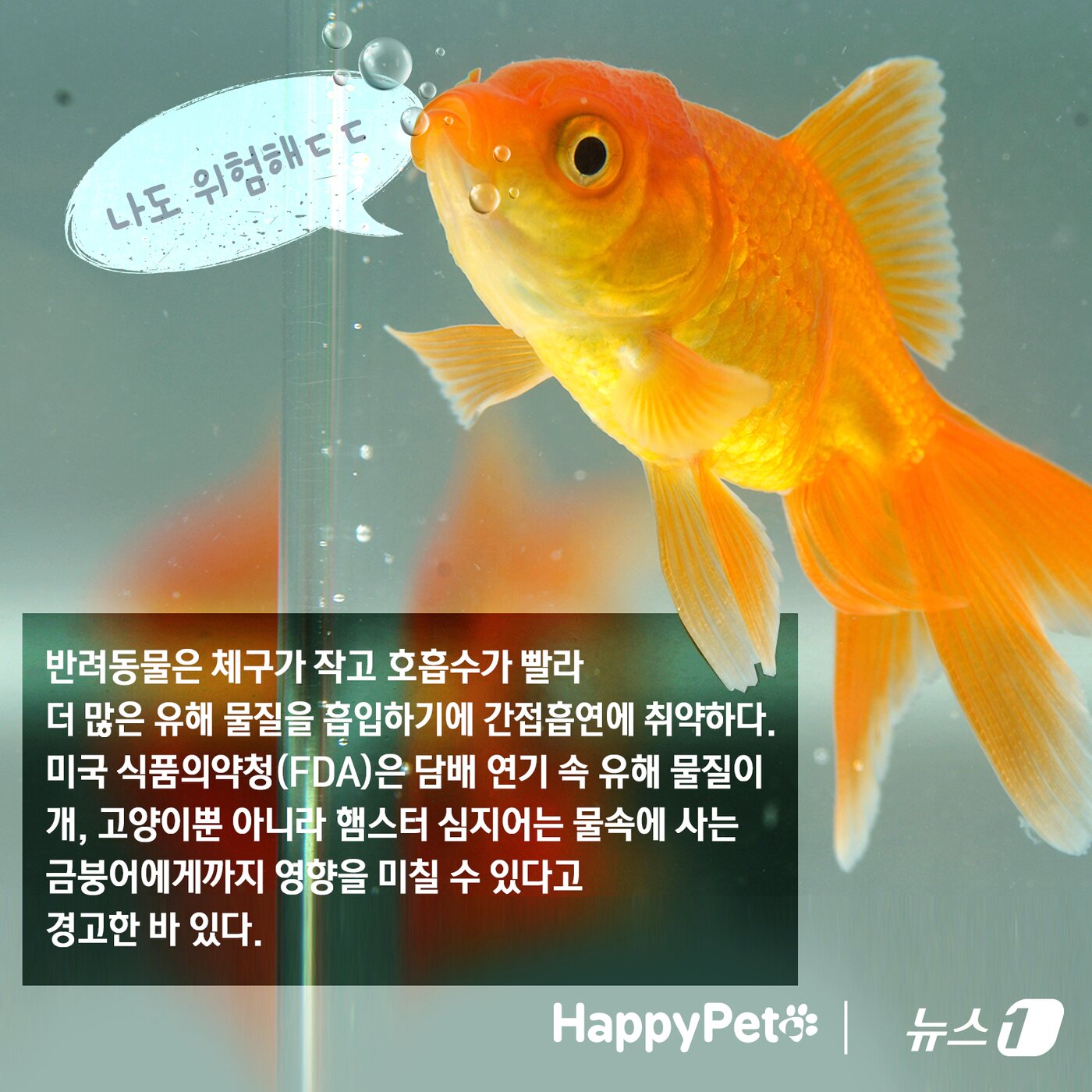 본문 이미지 - 반려동물에게도 위험한 간접흡연 펫카드 ⓒ 뉴스1