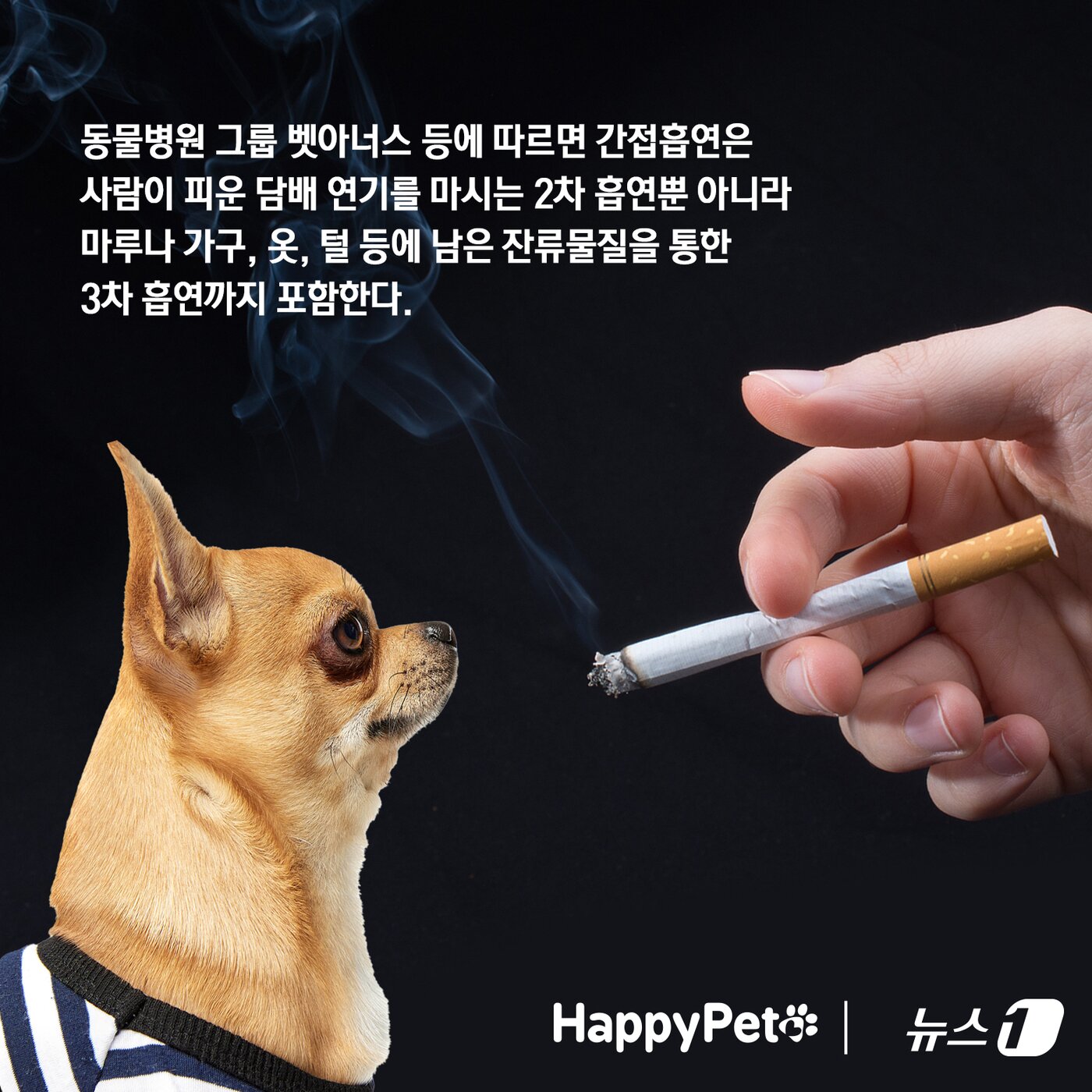 본문 이미지 - 반려동물에게도 위험한 간접흡연 펫카드 ⓒ 뉴스1