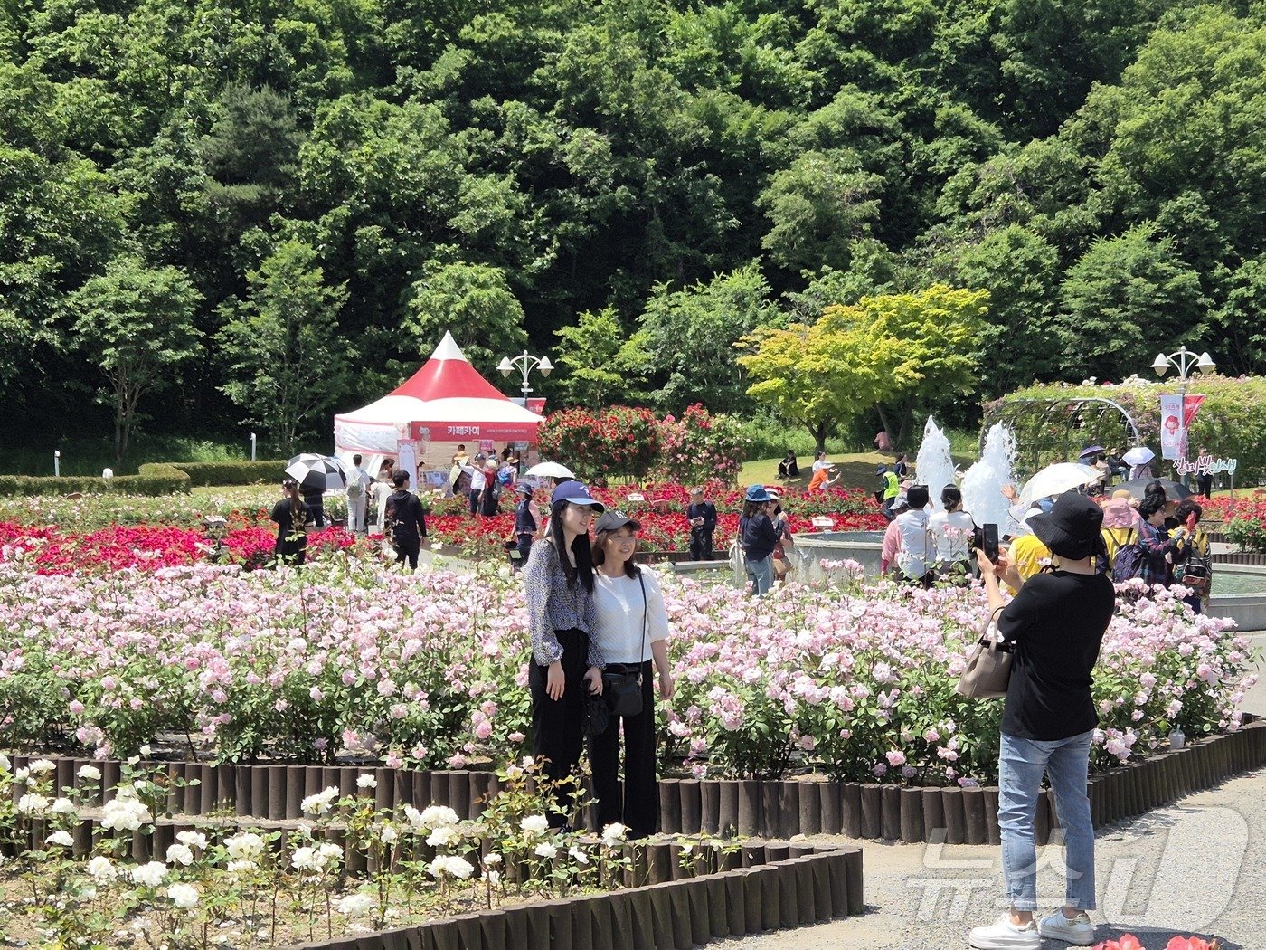 제16회 장미축제가 열린 울산 남구 울산대공원을 찾은 시민들이 300만 송이의 장미가 만개한 장미원을 거닐고 있다. 2024.5.23 ⓒ News1 최동현 기자