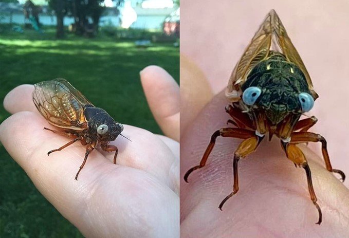 본문 이미지 - 시카고에서 희귀 돌연변이인 푸른 눈 매미가 잇따라 발견됐다. 사진 왼쪽은 엄마 그레타 베일리가 찍은 매미, 오른쪽은 시카고 여성 켈리 심킨스가 소셜미디어에 올린 푸른 눈 매미. 2024.05.22/