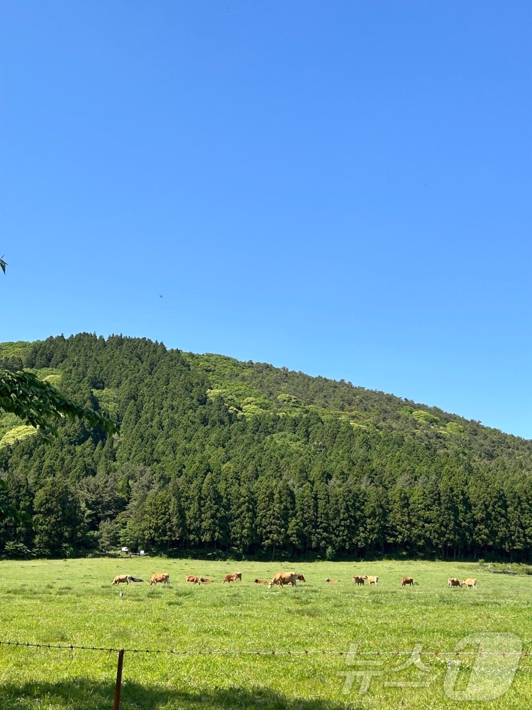 본문 이미지 - 해비치 리조트의 '포르세트 트레킹'이 진행된 물영아리오름의 모습.(해비치호텔앤드리조트 제공)