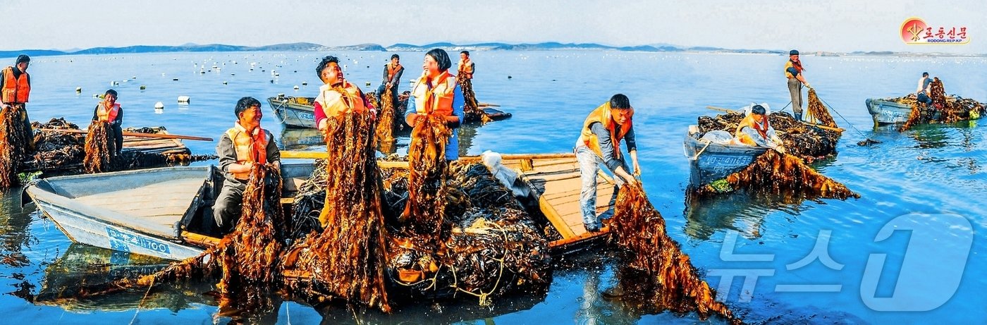 본문 이미지 - (평양 노동신문=뉴스1) = 북한 옹진바닷가양식사업소. [국내에서만 사용가능. 재배포 금지. DB 금지. For Use Only in the Republic of Korea. Redistribution Prohibited] rodongphoto@news1.kr