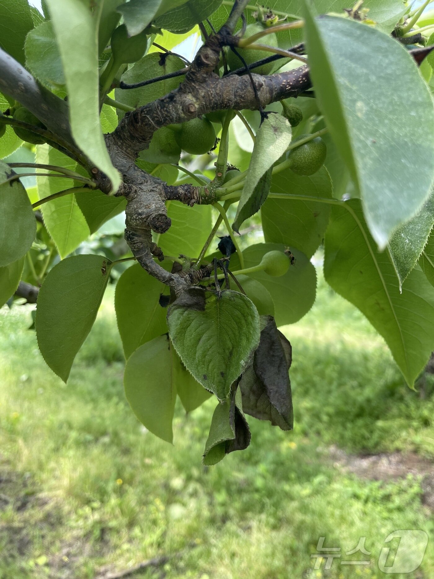 본문 이미지 - 과수화상병이 발생한 강원 홍천의 한 배나무 농가.(강원도농업기술원 제공)