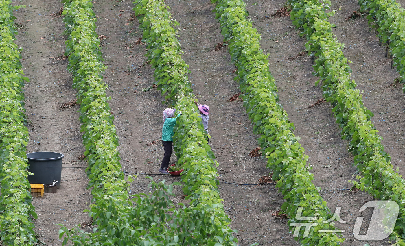 (대구=뉴스1) 공정식 기자 = 밤부터 전국에 천둥·번개·돌풍을 동반한 강한 비가 내릴 것으로 예보된 26일 오후 대구 수성구 한 포도밭에서 농민들이 서둘러 적과(솎아내기) 작업을 …