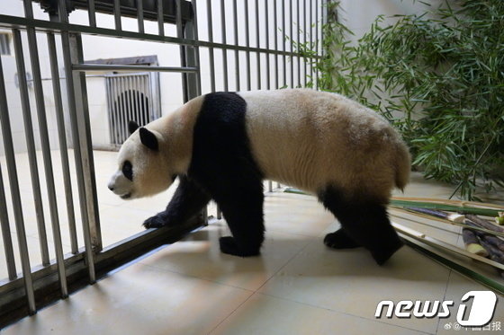 자이언트 판다 푸바오가 워룽중화자이언트판다원 선수핑기지 격리·검역 구역에 들어가는 모습. &#40;중국판다보호연구센터 웨이보 갈무리&#41; 2024.4.4/뉴스1