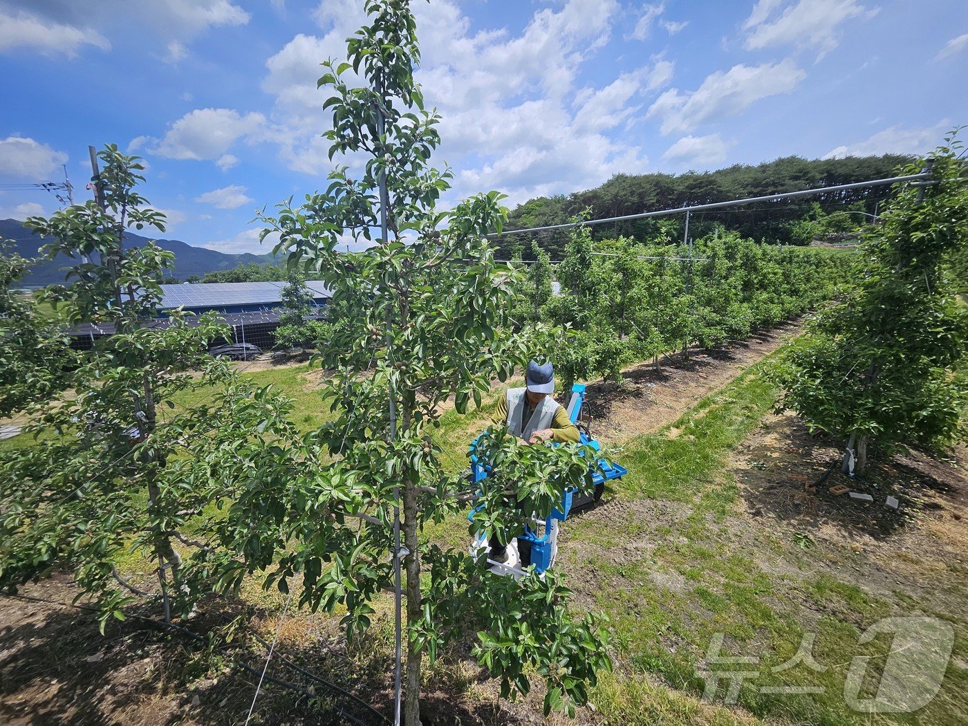 본문 이미지 - 강원 홍천 남면 신대리의 한 농가에서 과수화상병이 발생한 가운데 27일 인근 사과 농장주가 적과 작업을 하고 있다. 2024.5.27 한귀섭 기자