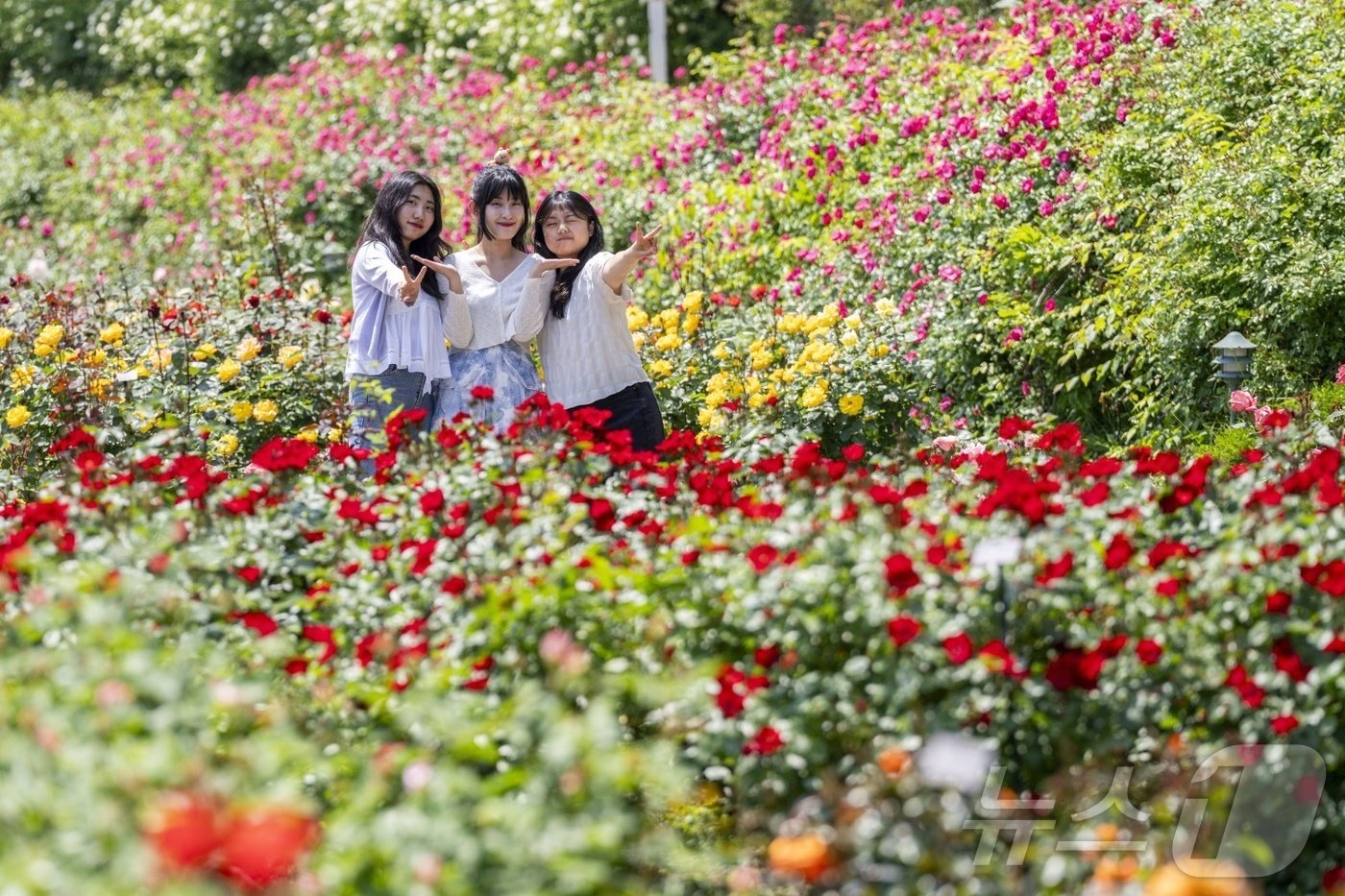 720품종 300만 송이 장미가 만발한 장미원&#40;에버랜드 제공&#41;