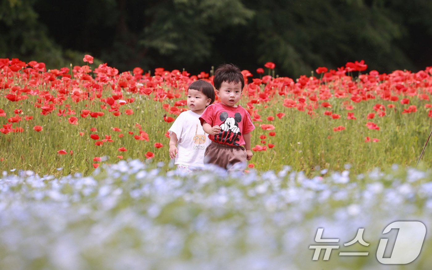 본문 이미지 - 28일 경남 함양군 상림공원을 찾은 어린이들이 양귀비꽃을 구경하며 즐거운 시간을 보내고 있다. &#40;함양군 김용만 제공&#41; 2024.5.28/뉴스1