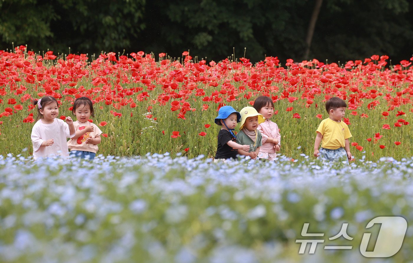 28일 경남 함양군 상림공원을 찾은 어린이들이 양귀비꽃을 구경하며 즐거운 시간을 보내고 있다. &#40;함양군 김용만 제공&#41; 2024.5.28/뉴스1