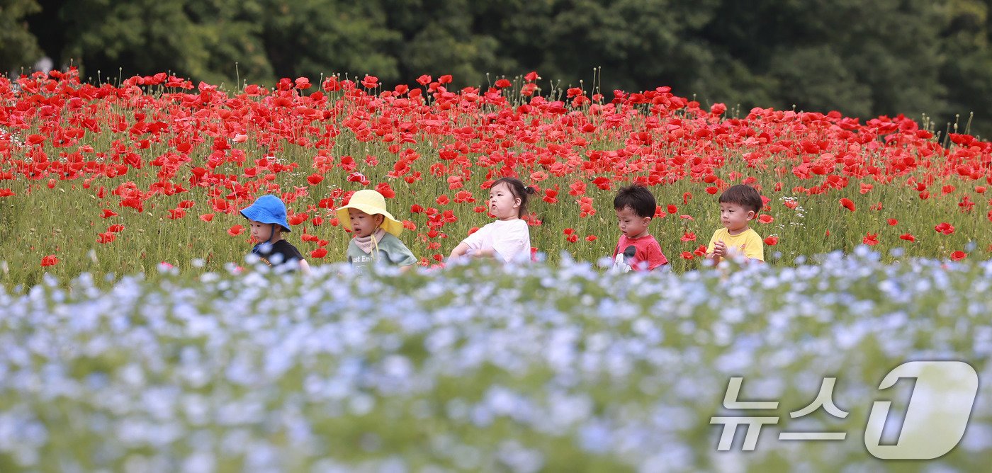 28일 경남 함양군 상림공원을 찾은 어린이들이 양귀비꽃을 구경하며 즐거운 시간을 보내고 있다. &#40;함양군 김용만 제공&#41; 2024.5.28/뉴스1