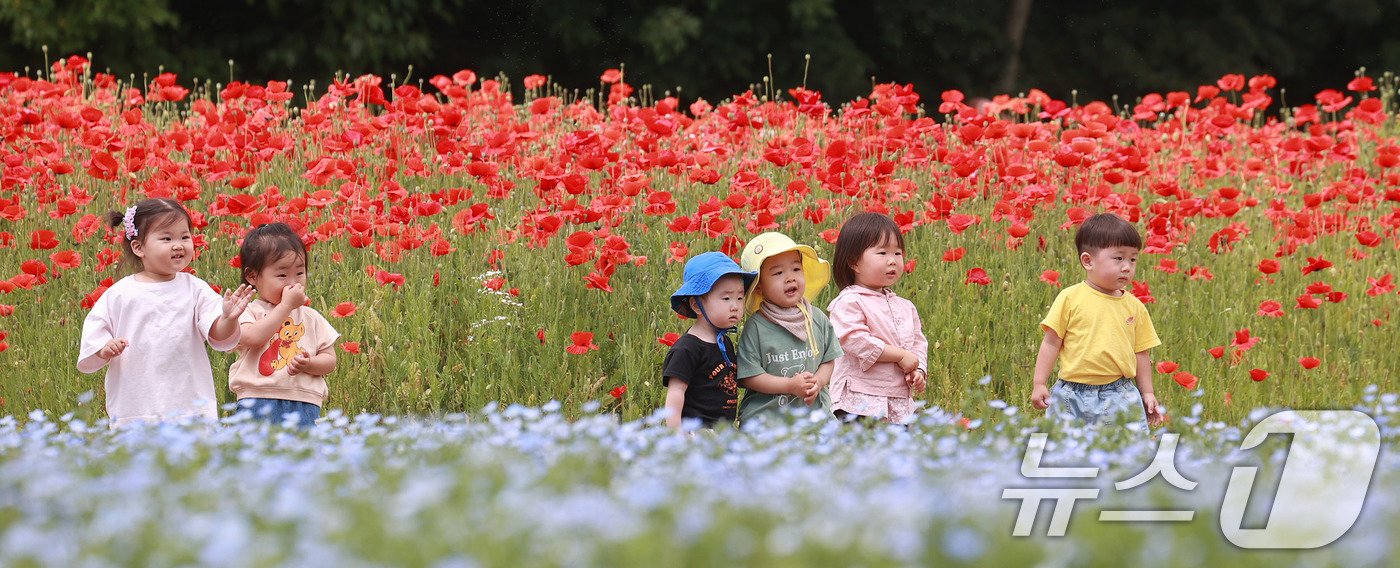 28일 경남 함양군 상림공원을 찾은 어린이들이 양귀비꽃을 구경하며 즐거운 시간을 보내고 있다. &#40;함양군 김용만 제공&#41; 2024.5.28/뉴스1