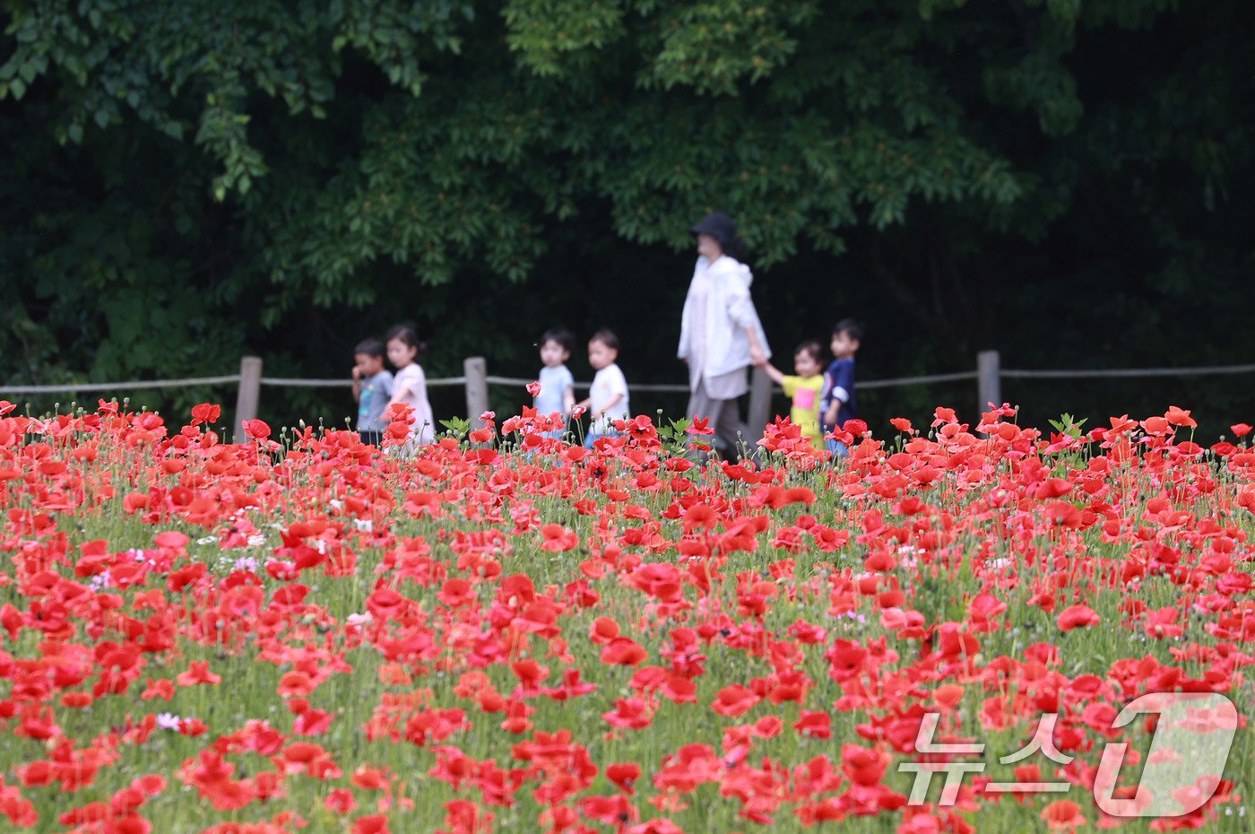 본문 이미지 - 28일 경남 함양군 상림공원을 찾은 어린이들이 양귀비꽃을 구경하며 즐거운 시간을 보내고 있다. &#40;함양군 김용만 제공&#41; 2024.5.28/뉴스1