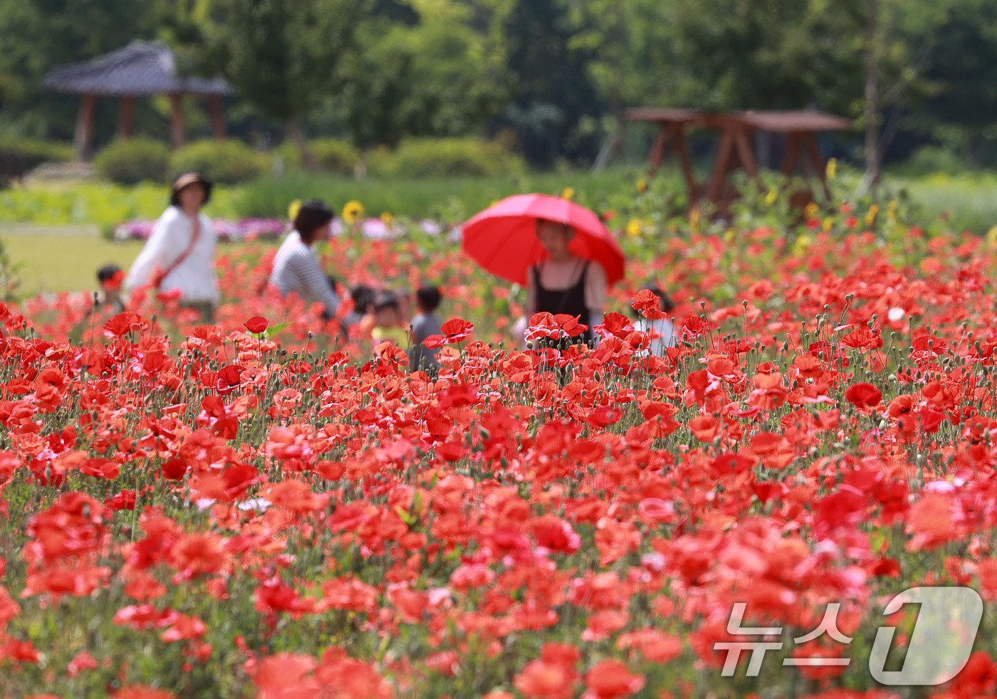 28일 경남 함양군 상림공원을 찾은 어린이들이 양귀비꽃을 구경하며 즐거운 시간을 보내고 있다. &#40;함양군 김용만 제공&#41; 2024.5.28/뉴스1