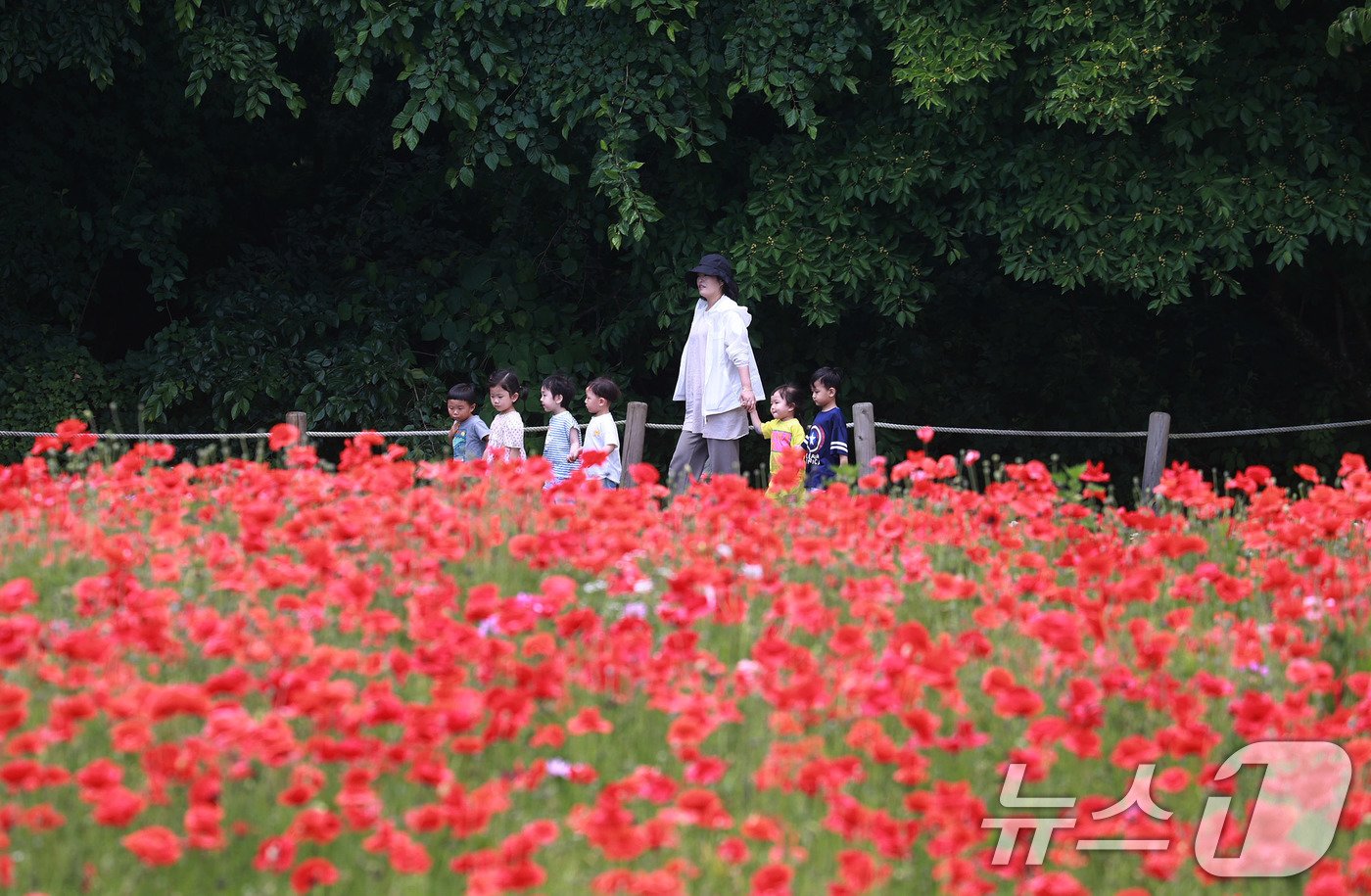 28일 경남 함양군 상림공원을 찾은 어린이들이 양귀비꽃을 구경하며 즐거운 시간을 보내고 있다. &#40;함양군 김용만 제공&#41; 2024.5.28/뉴스1