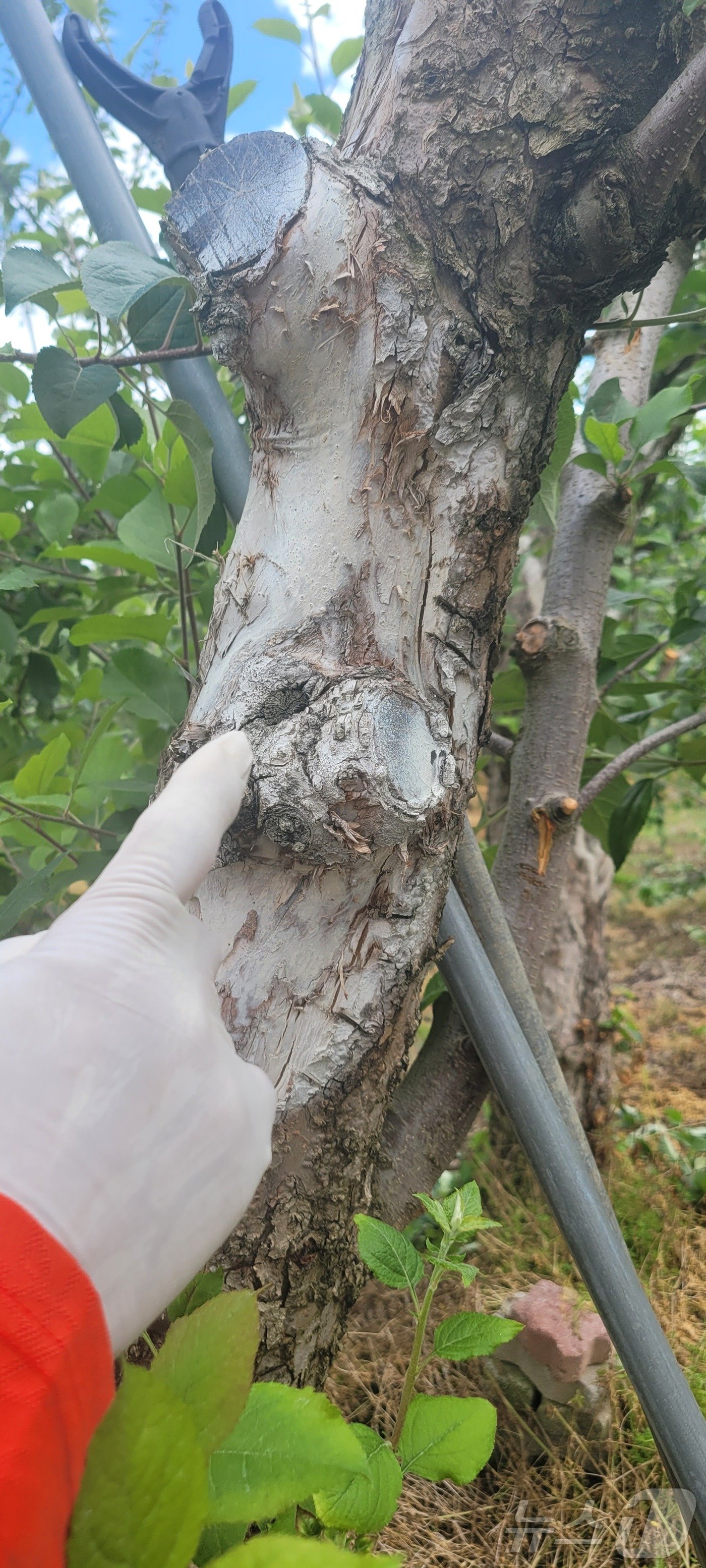 본문 이미지 - 부란병에 걸린 사과나무.2024.5.28/ 뉴스1 ⓒ News1 이대현 기자