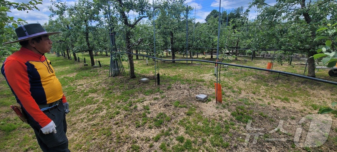 본문 이미지 - 이영호 반장이 부란병에 걸린 사과나무를 몽땅 베어내고 빈 자리를 망연자실 바라보고 있다.2024.5.28/ 뉴스1 ⓒ News1 이대현 기자