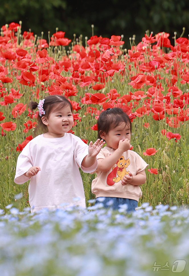 28일 경남 함양군 상림공원을 찾은 어린이들이 양귀비꽃을 구경하며 즐거운 시간을 보내고 있다. &#40;함양군 김용만 제공&#41; 2024.5.28/뉴스1