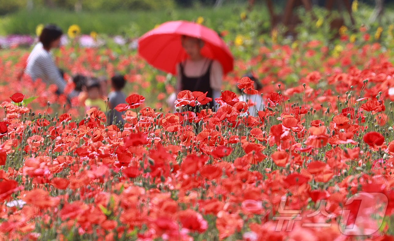 본문 이미지 - 28일 경남 함양군 상림공원을 찾은 어린이들이 양귀비꽃을 구경하며 즐거운 시간을 보내고 있다. &#40;함양군 김용만 제공&#41; 2024.5.28/뉴스1