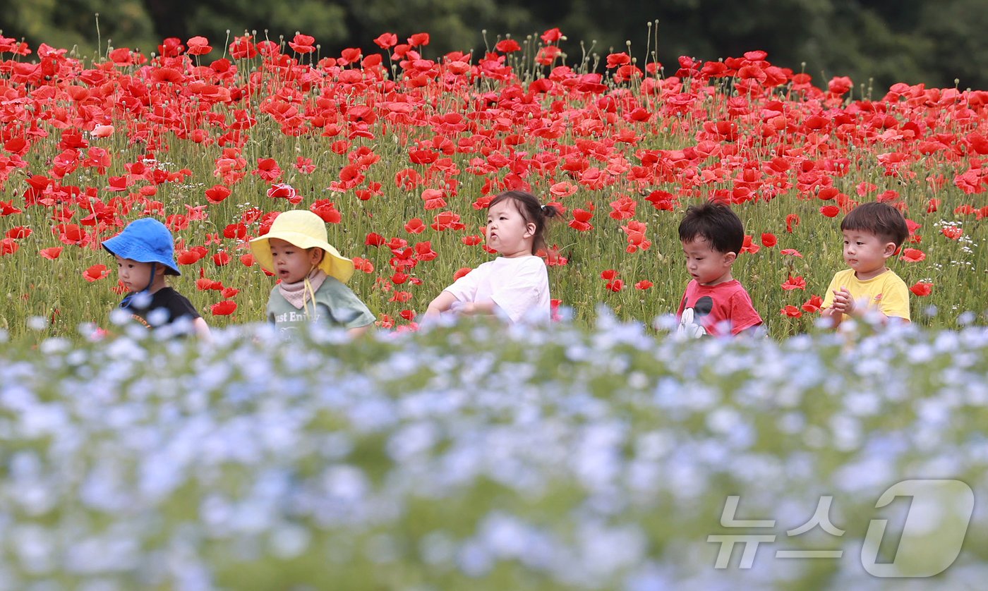 28일 경남 함양군 상림공원을 찾은 어린이들이 양귀비꽃을 구경하며 즐거운 시간을 보내고 있다. &#40;함양군 김용만 제공&#41; 2024.5.28/뉴스1