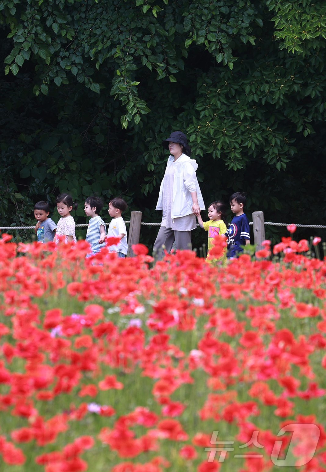 본문 이미지 - 28일 경남 함양군 상림공원을 찾은 어린이들이 양귀비꽃을 구경하며 즐거운 시간을 보내고 있다. &#40;함양군 김용만 제공&#41; 2024.5.28/뉴스1