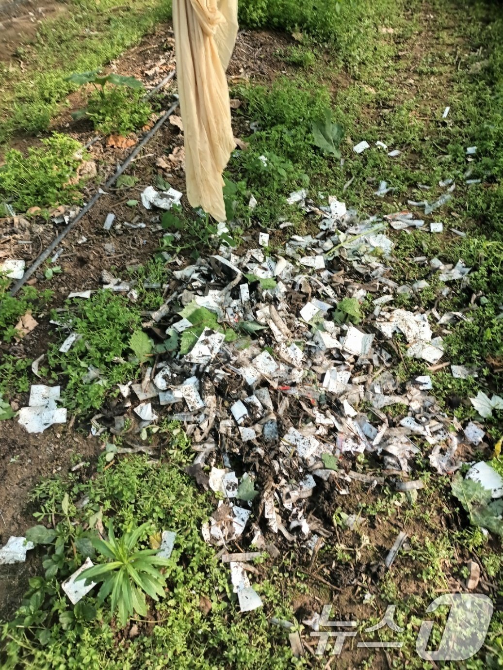 본문 이미지 - 북한이 날려 보낸 것으로 추정되는 '오물 풍선'이 29일 경북 영천시 대전동 한 포도밭에 떨어져 경찰과 군 당국이 조사에 나섰다.(독자 제공) 2024.5.29/뉴스1 ⓒ News1 정우용 기자