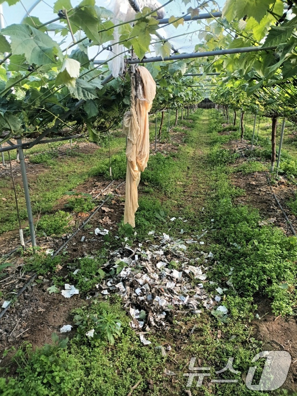 본문 이미지 - 북한이 날려 보낸 것으로 추정되는 '오물 풍선'이 29일 경북 영천시 대전동 한 포도밭에 떨어져 경찰과 군 당국이 조사에 나섰다.(독자 제공) 2024.5.29/뉴스1 ⓒ News1 정우용 기자