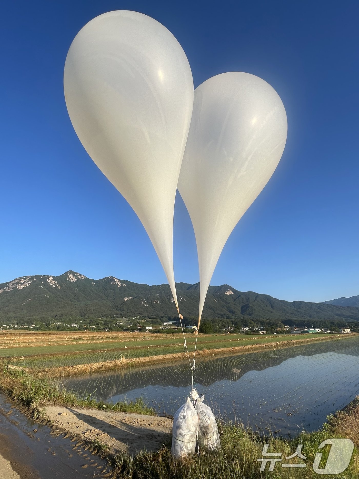 본문 이미지 - 29일 경남 거창군 위천면 상천리 한 논에 북한이 남쪽을 향해 날려 보낸 것으로 보이는 대남 전단 살포용 추정 풍선이 보이고 있다. (독자 제공) 2024.5.29/뉴스1 ⓒ News1 윤일지 기자